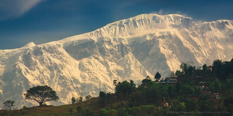 Древо Жизни фото превью