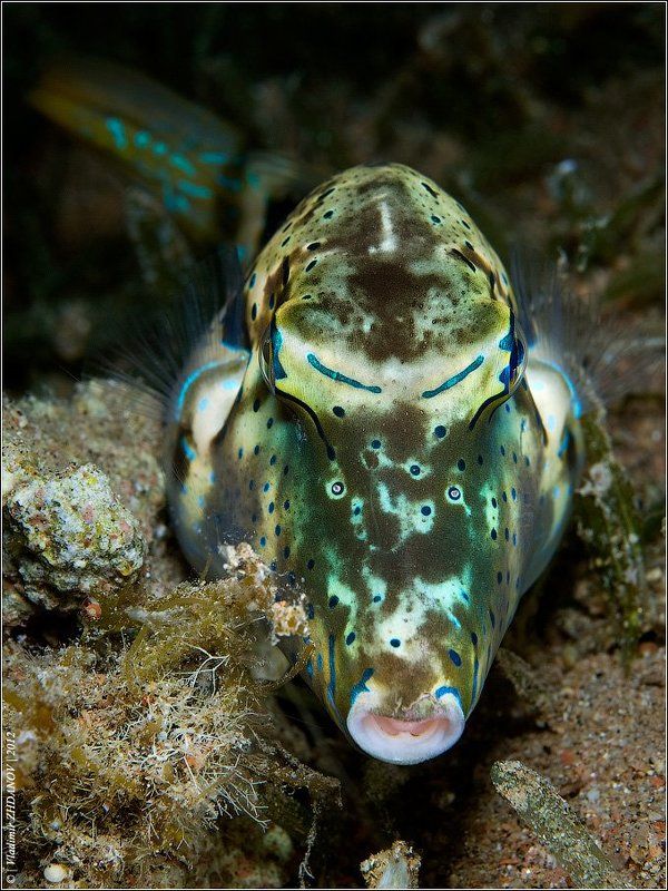 Ту-ту-ту... фото превью