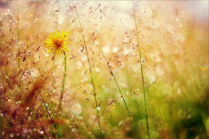 Summer dream фото превью