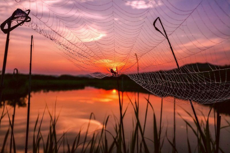 вечер, паук, паутина *** фото превью