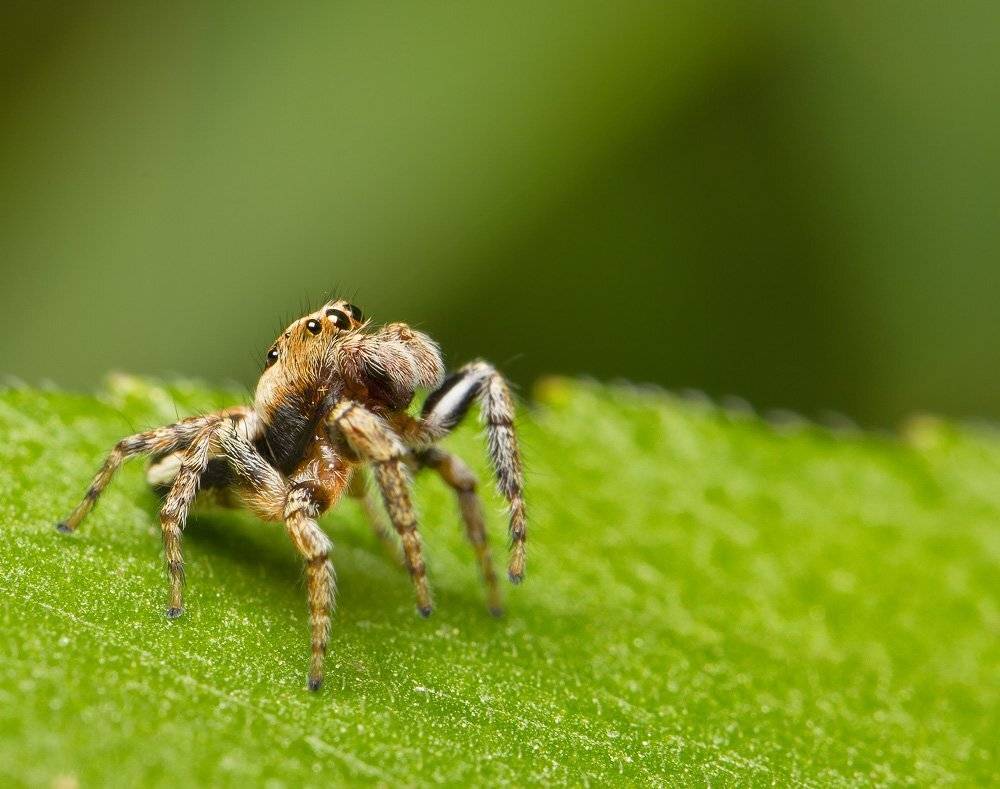 , Шмыров Илья