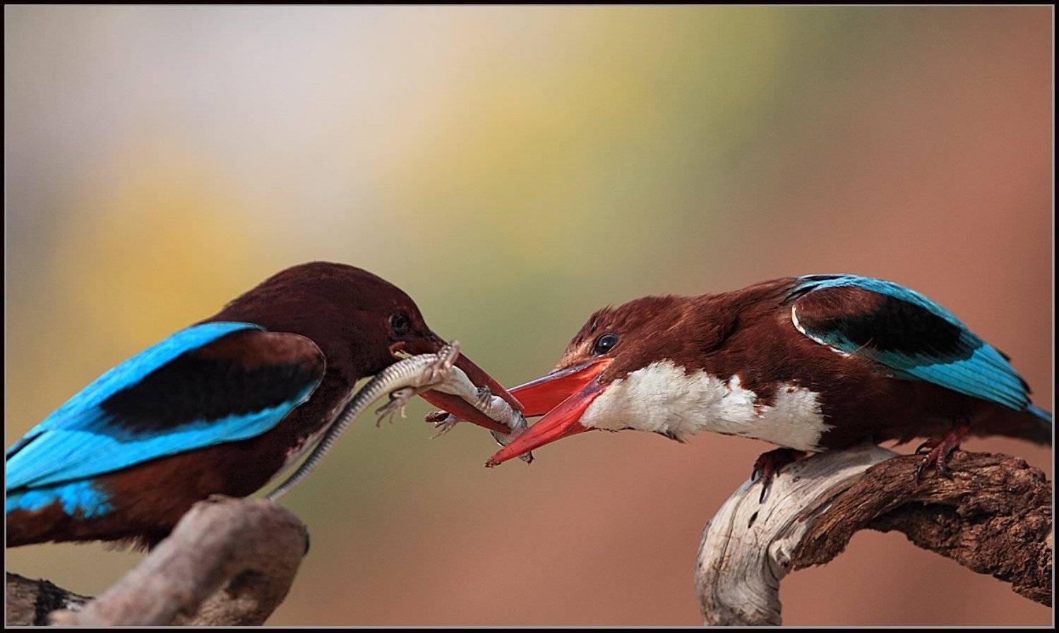 зимородки, Michael Faiman