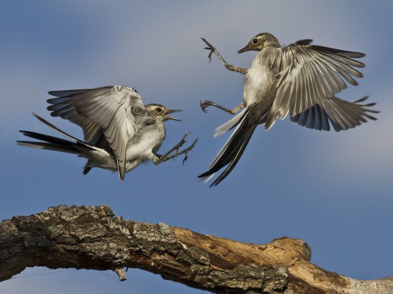 battle of the Titans