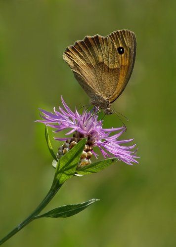 Бархатница волоокая