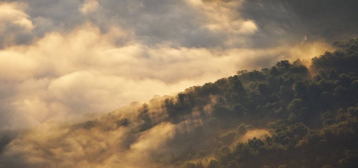 , Денис Кривой