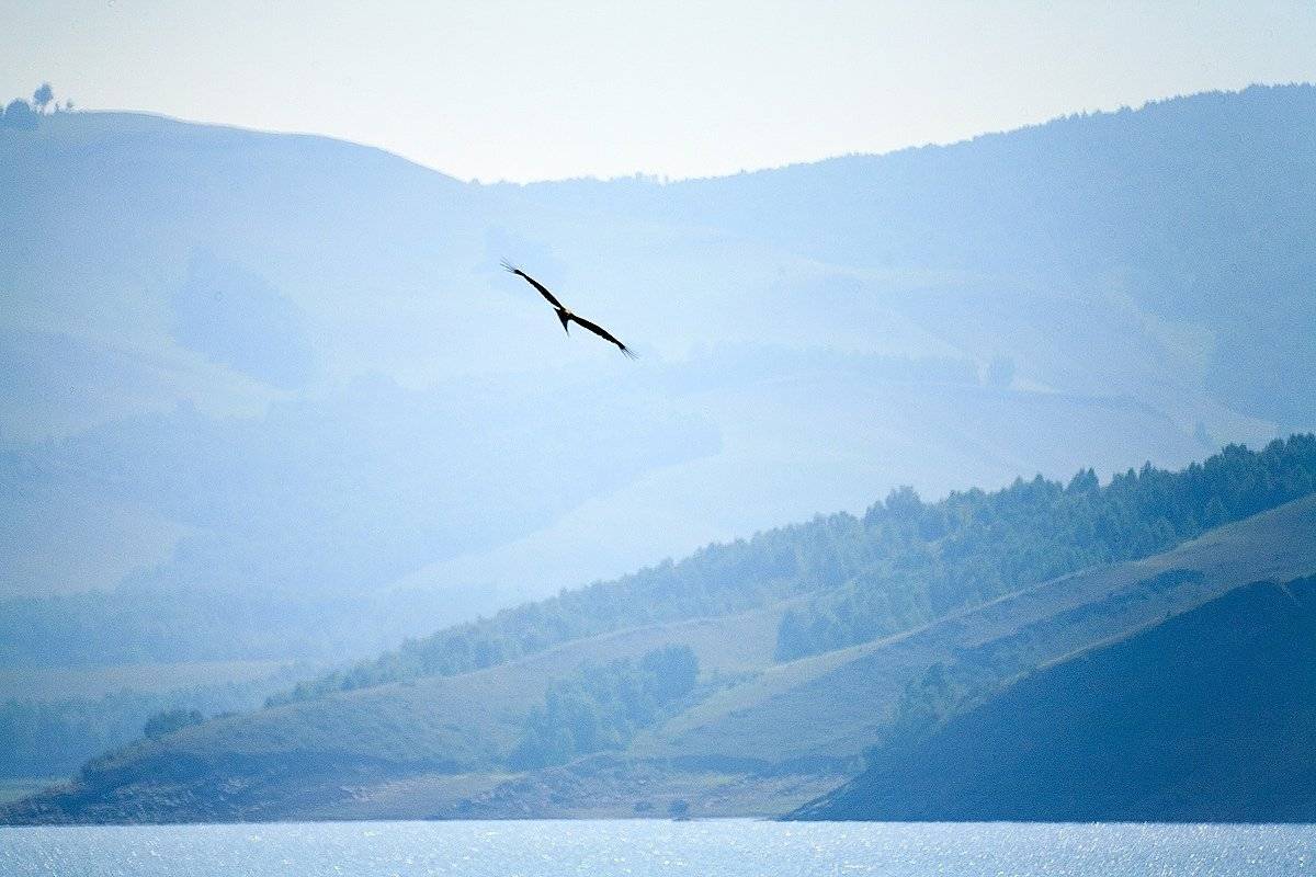 красноярское водохранилище, чёрный коршун, хакасия, сопки, Сергей Белявцев