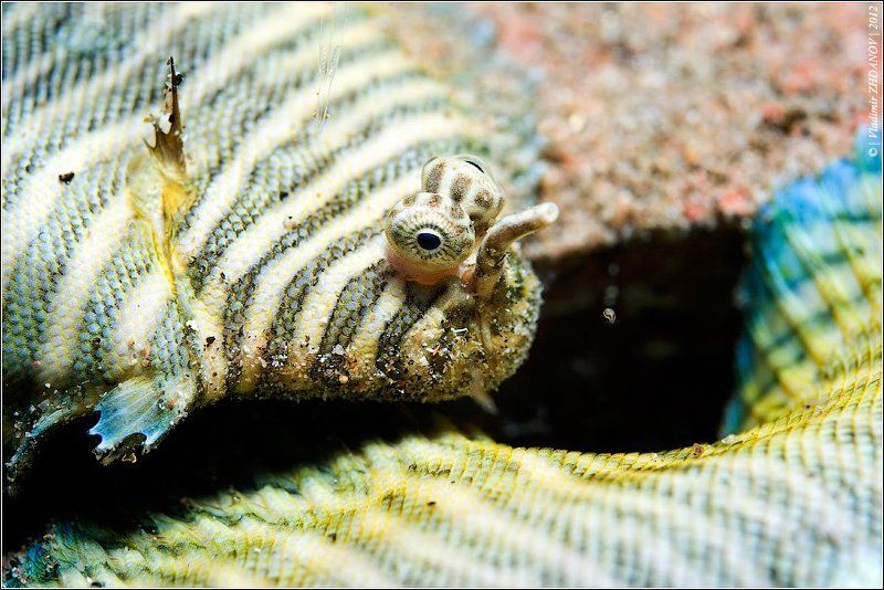 soleichthys, heterorhinos, вanded, sole, тигровый, солеихт, рыба, красное, море, египет, дахаб, подводная съёмка, ночное, погружение Про самотканые коврики... фото превью