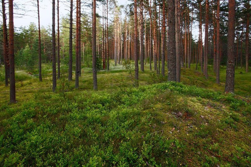 *** фото превью