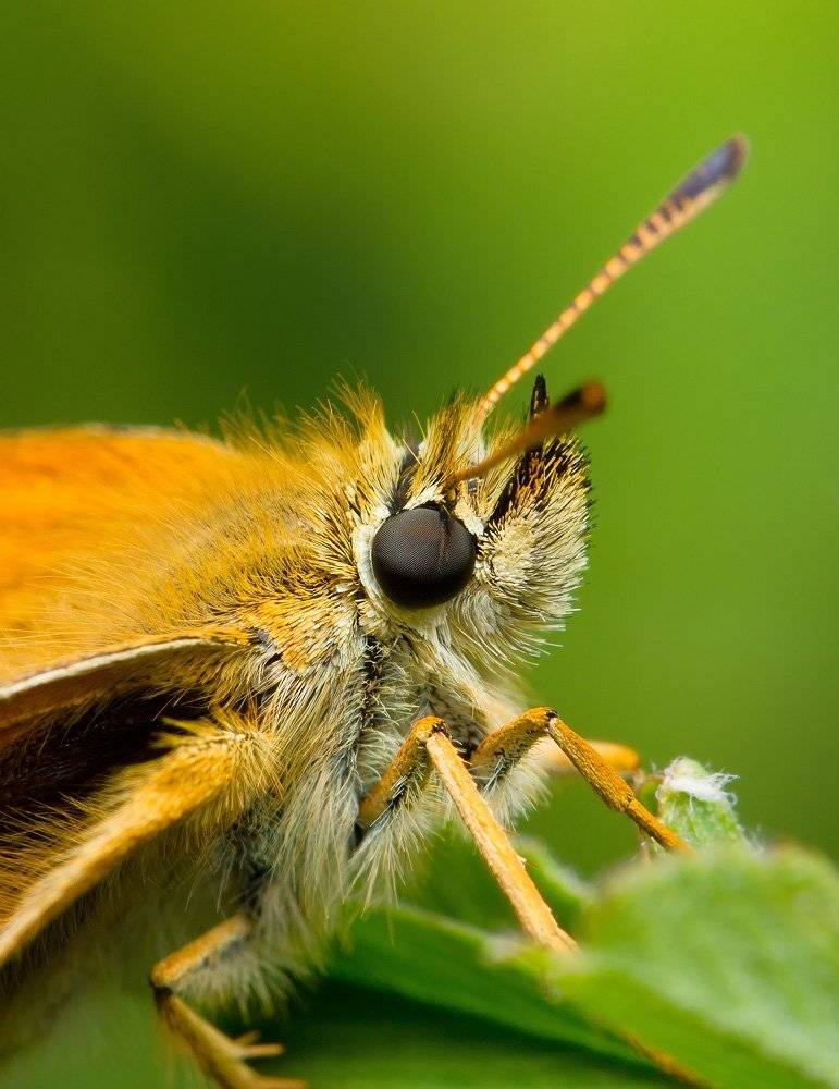 , Шмыров Илья