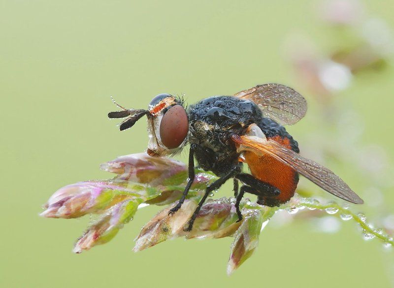 муха - янтарное брюхо... фото превью