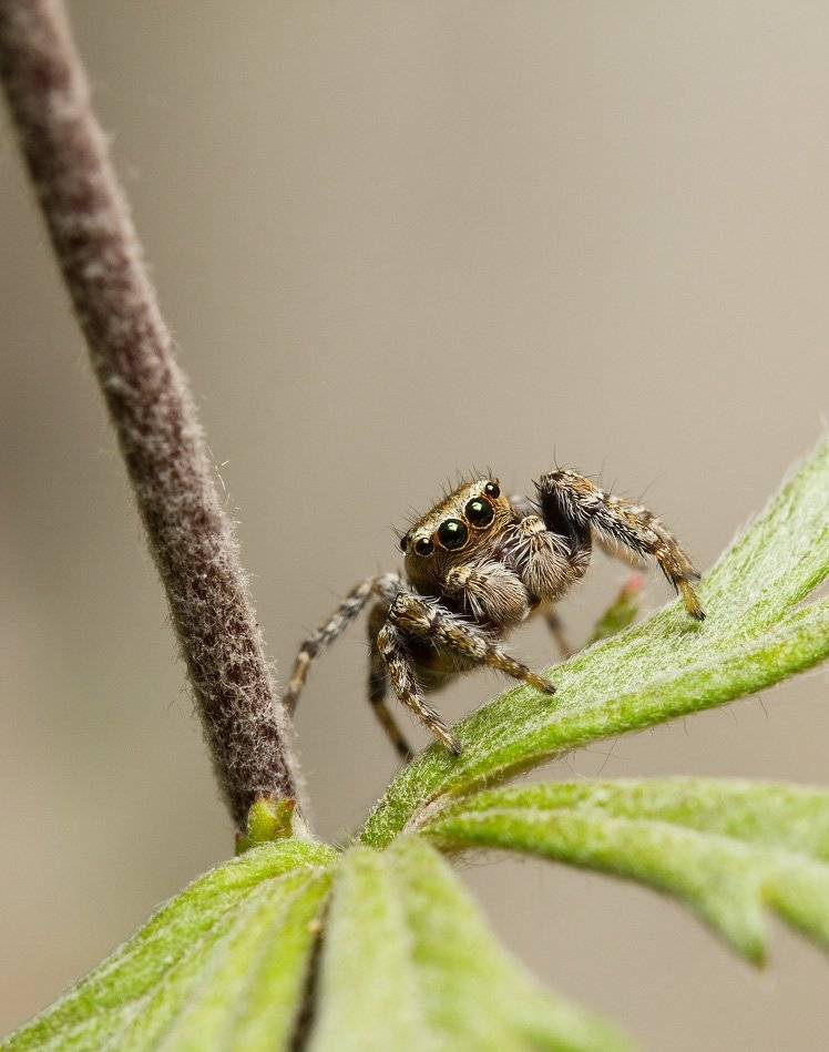 , Шмыров Илья