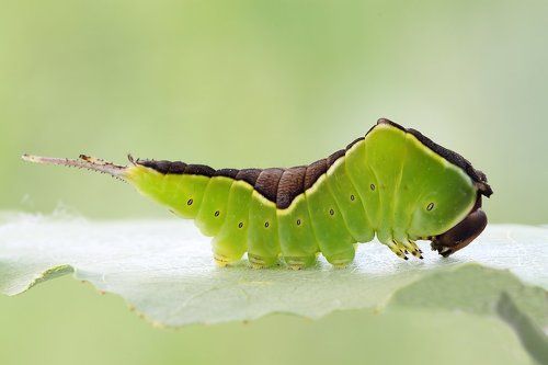 Гарпия от гусеницы до бабочки