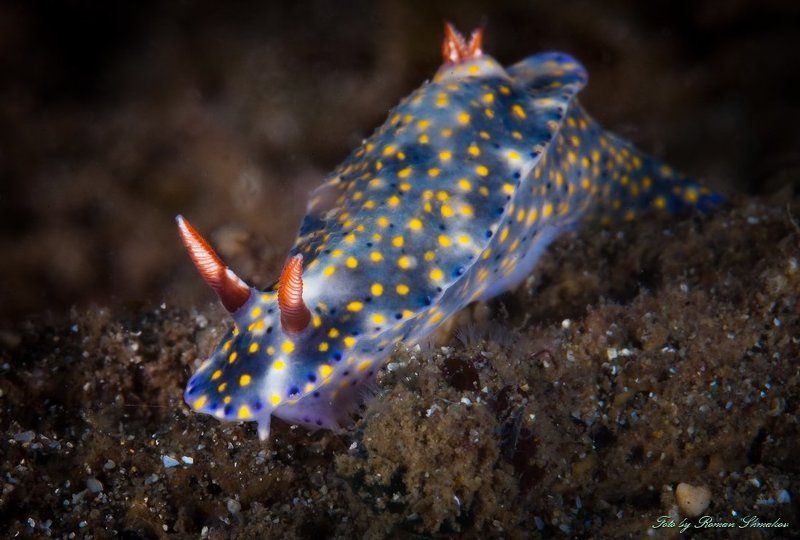 Краснороги фото превью