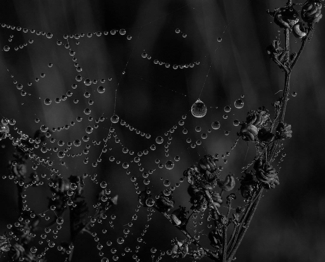 , Владимир Перепечаев