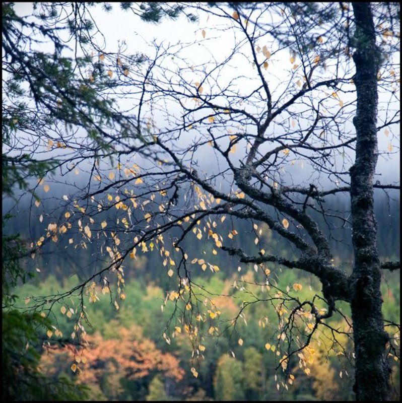 Осень в северной Карелии фото превью