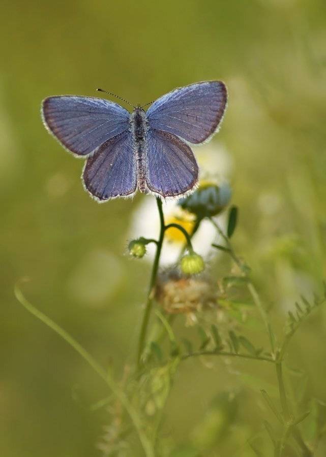 бабочка, голубянка, Cheplenko Aleksey
