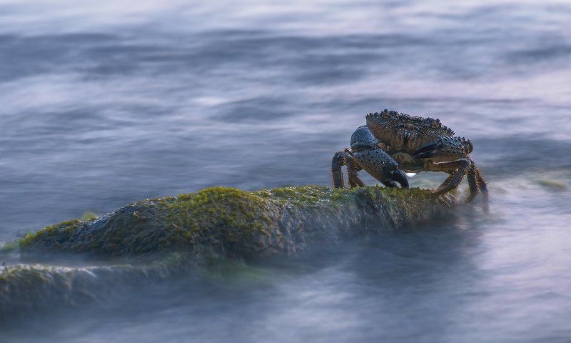 море , краб И ЧТО ТУТ ТВОРИТСЯ ? фото превью