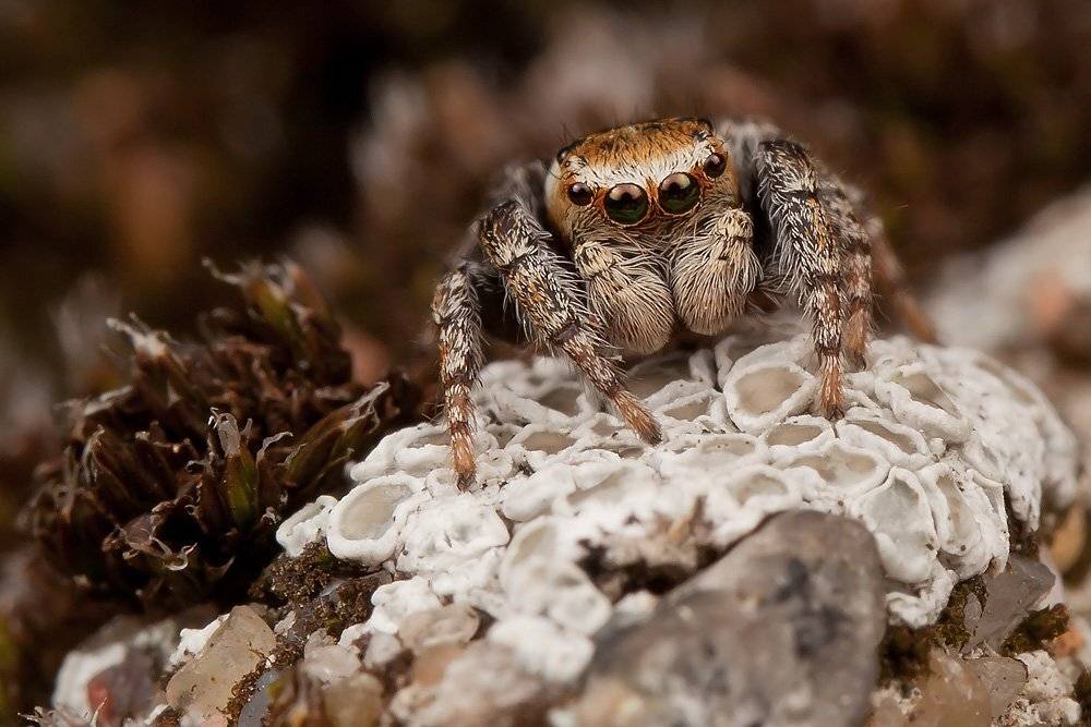jumping spider, паук, скакун, макро, Linas T