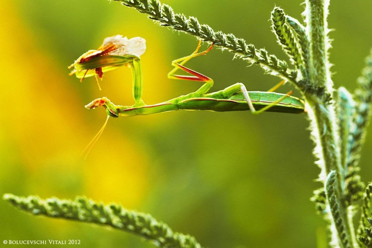 молдова, природа, bolucevschi, насекомое, макро, Vitalii