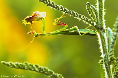 Обжора богомол