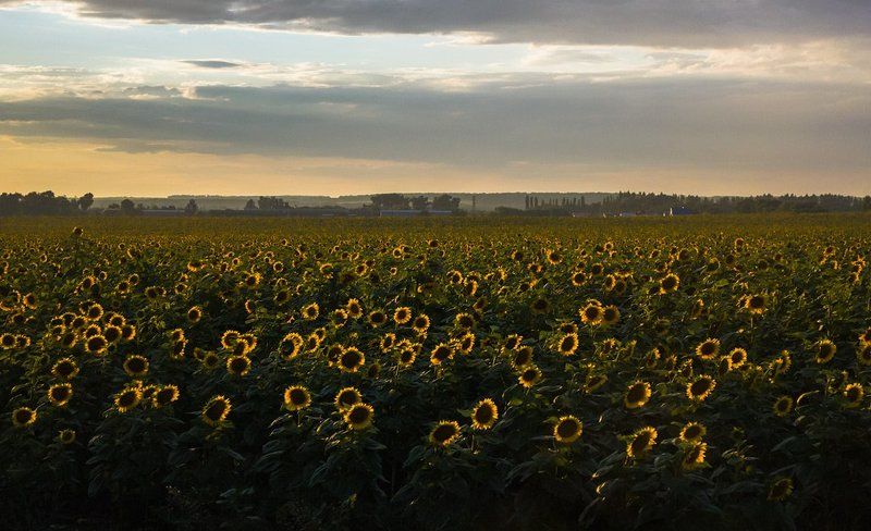 * * * фото превью