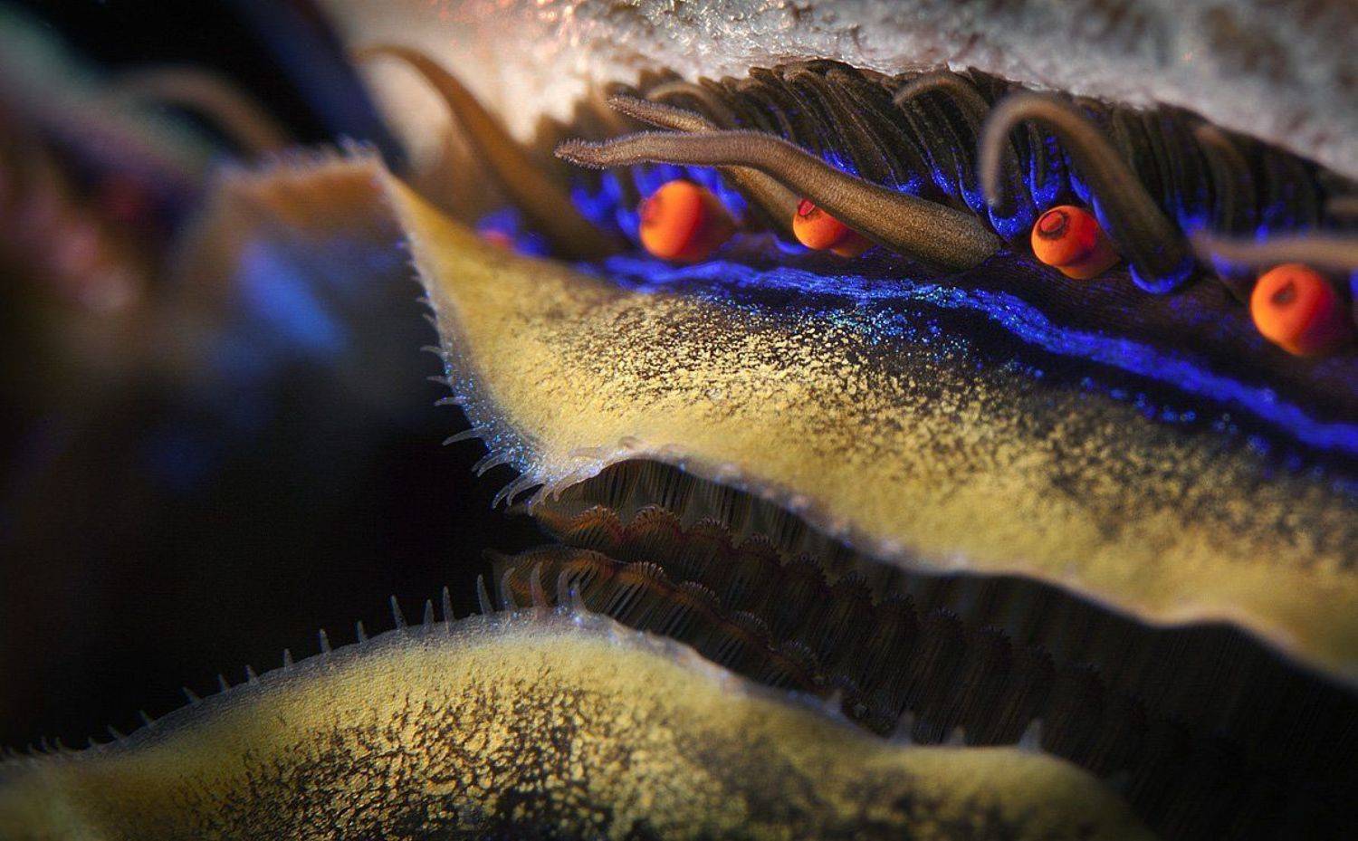 , Андрей Макеев