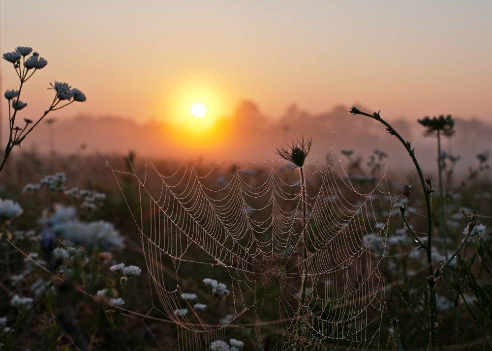 , Светлана Щемелева