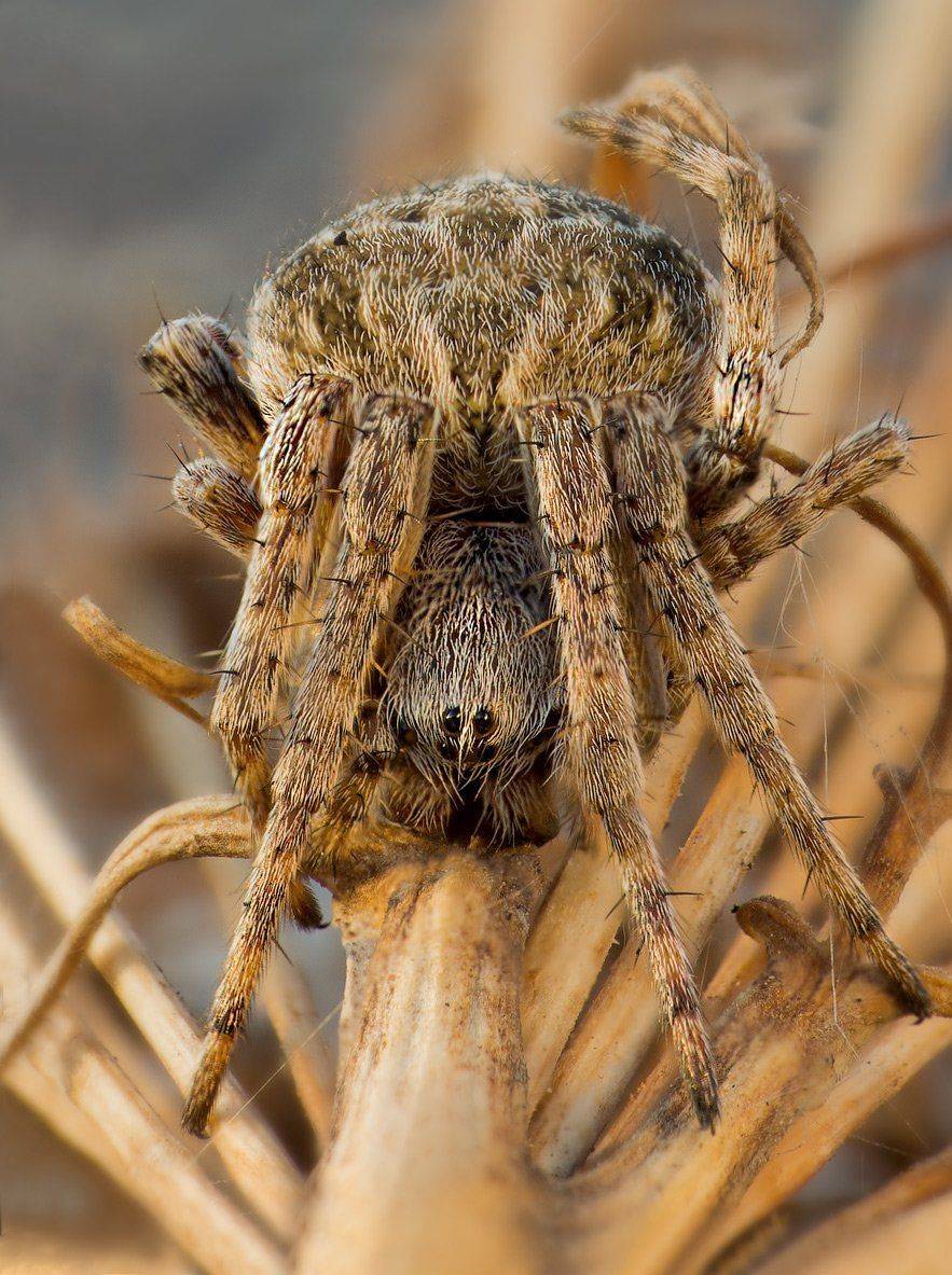 , Вадим Ходаковский