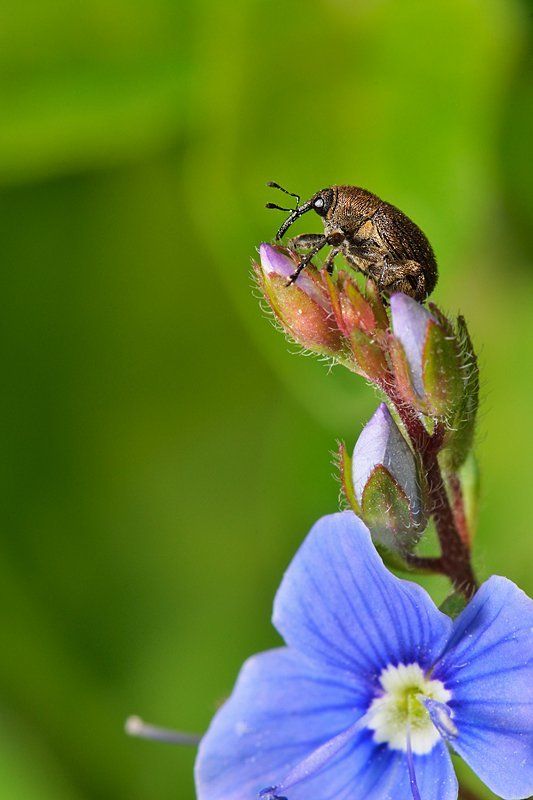 nikon, d7000, macro, close-up, nature, insect, insecta, coleoptera, curculionidae, weevil, слоник, долгоносик, макро, природа, насекомое Про слона и баобаб фото превью