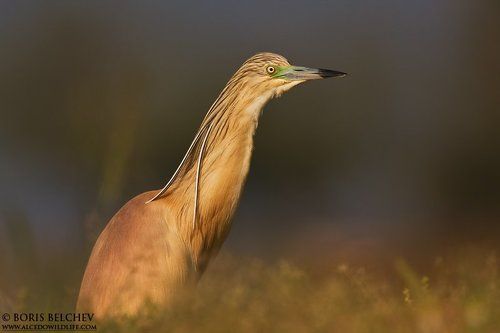 Жёлтая цапля