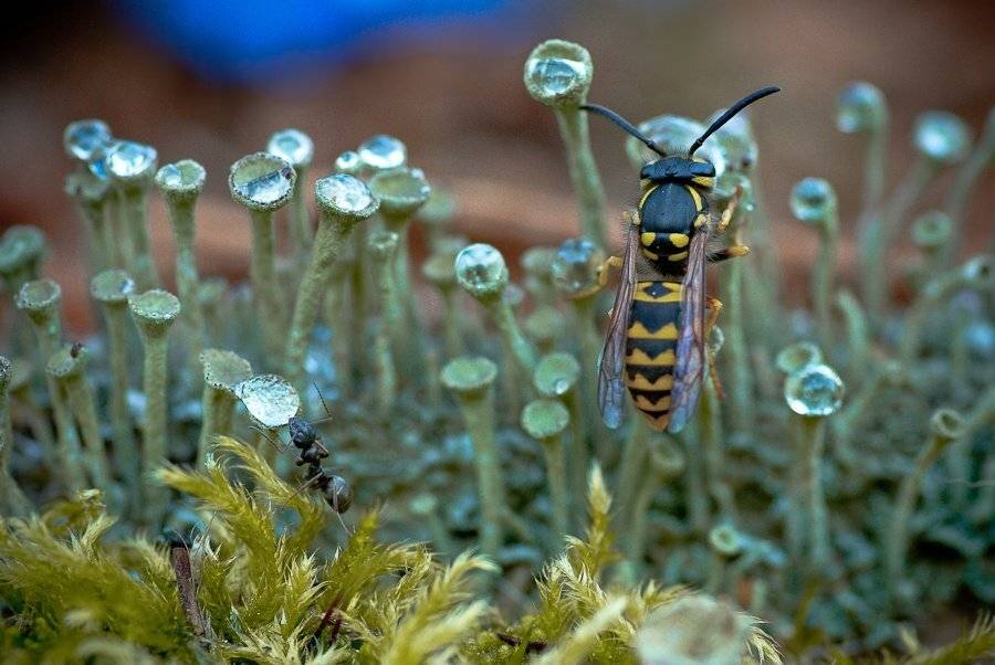 оса, муравей, Ирина Козорог