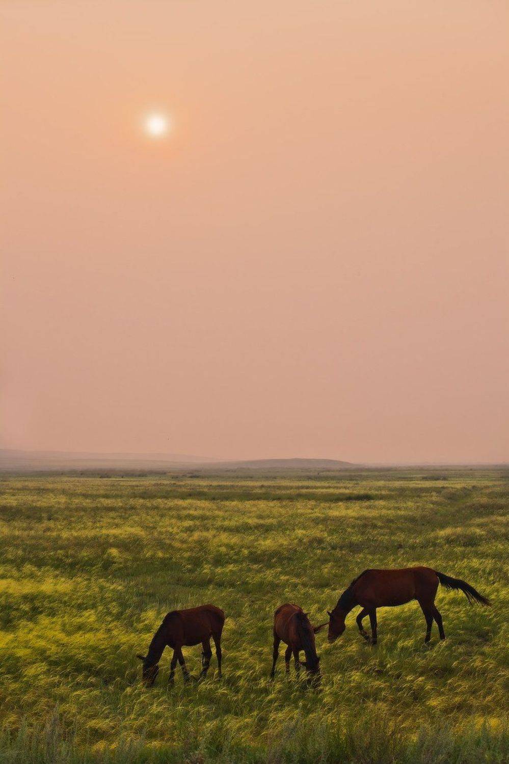 лошадь, степь, вечер, Андрей Журавлев