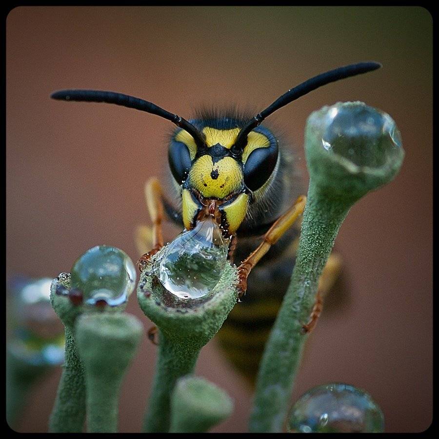 оса, Ирина Козорог