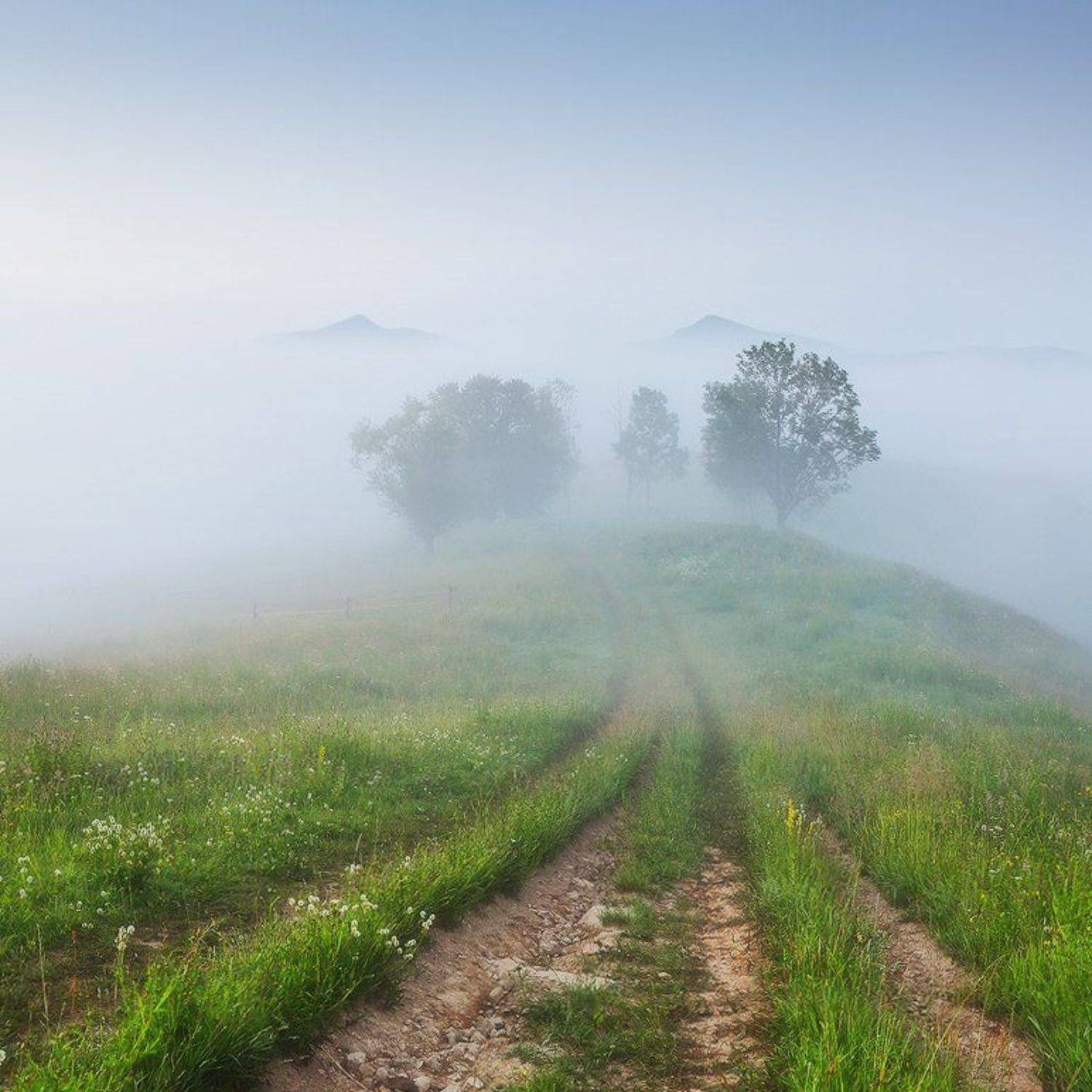 , Денис Кривой