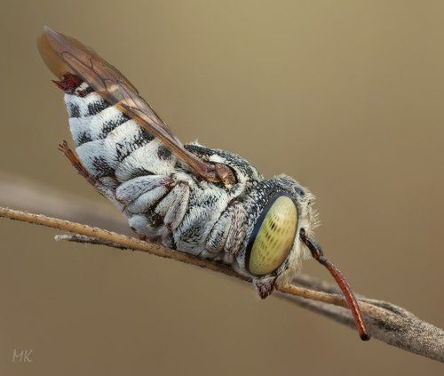 Засоня