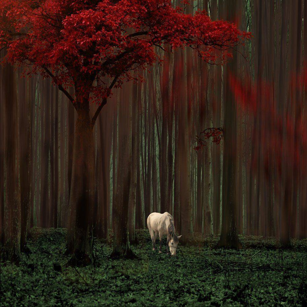 , Caras Ionut