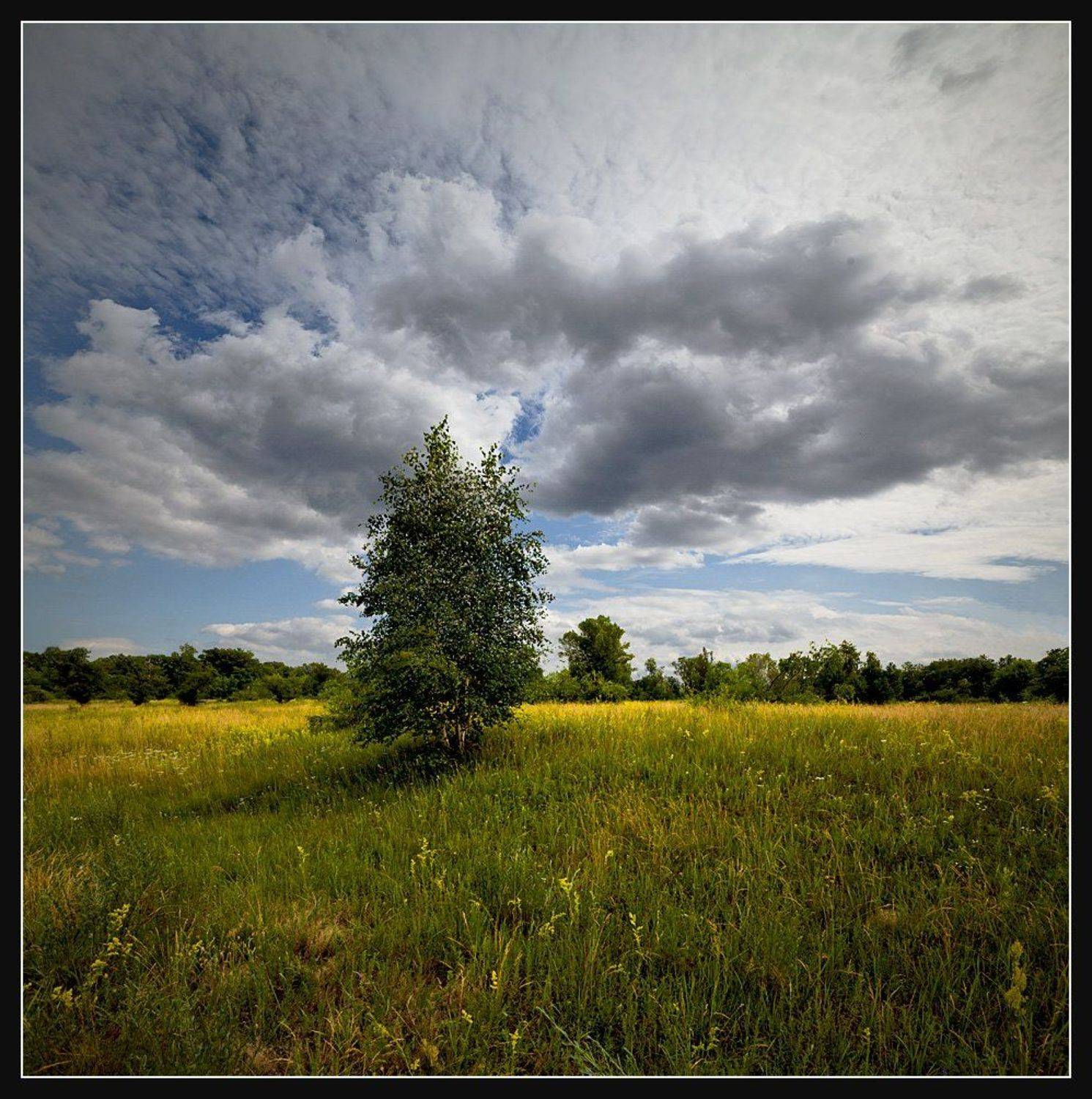 , Алексей Соловей