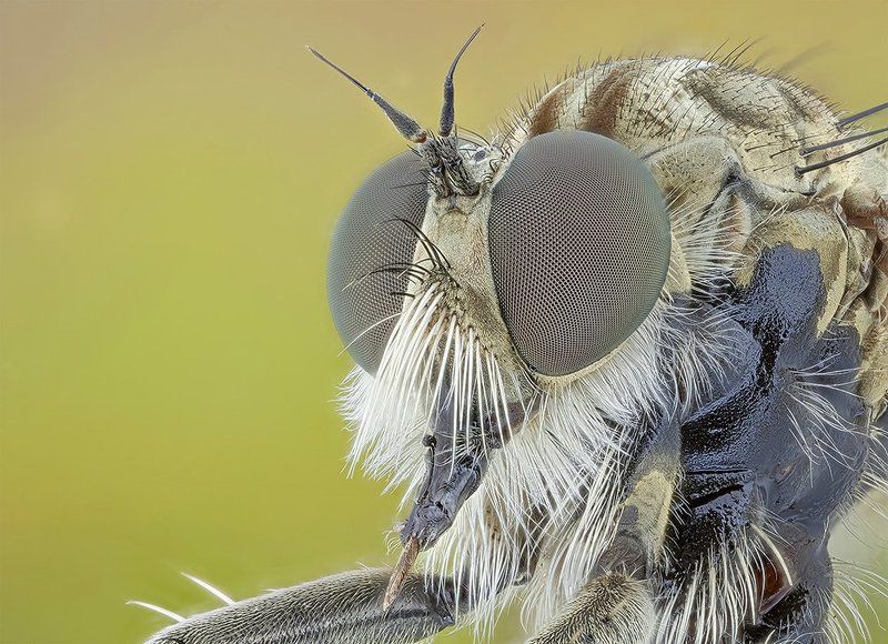 pu5z3k, poland, macro o^o фото превью