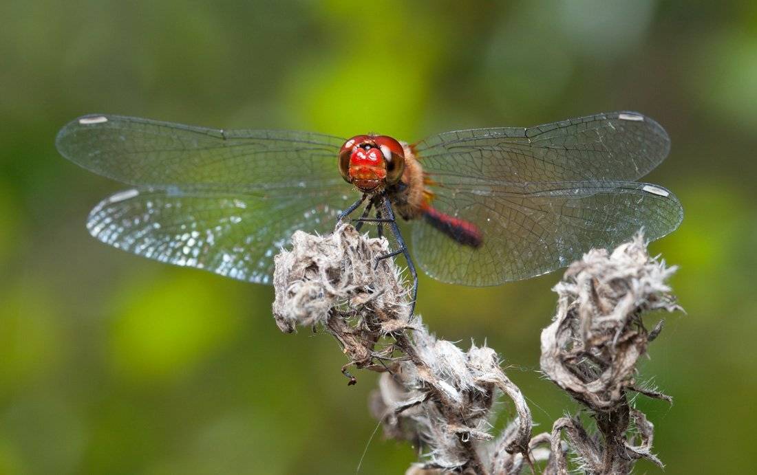 , Шмыров Илья