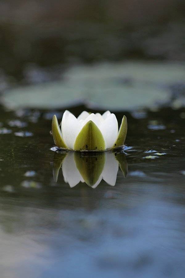 , Сергей Таланов