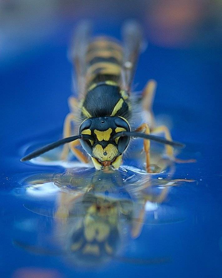 оса, Ирина Козорог