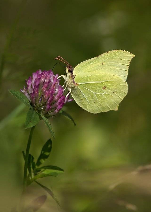 лимонница, Cheplenko Aleksey