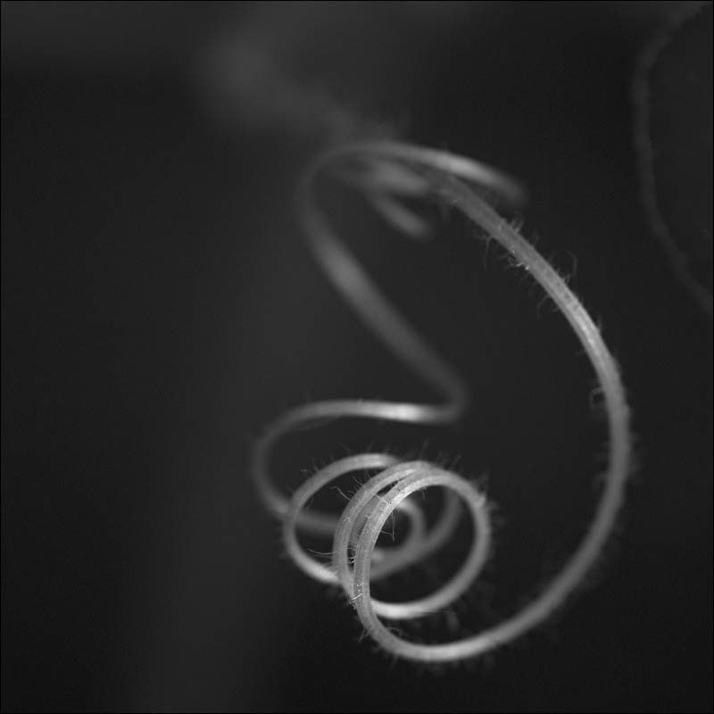 Флора фото превью