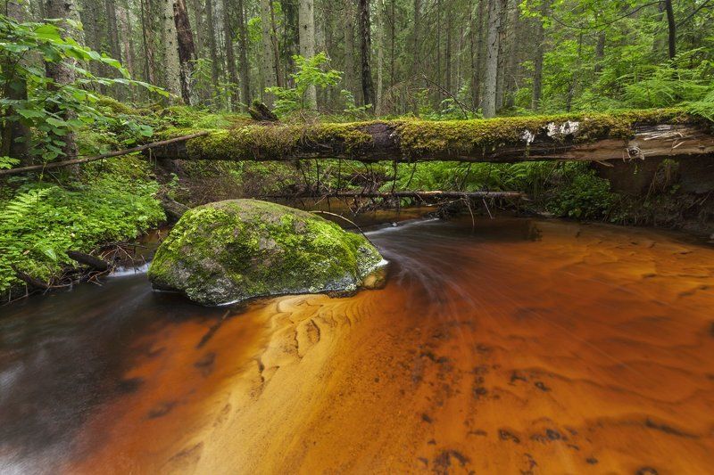 из жизни ручейка фото превью