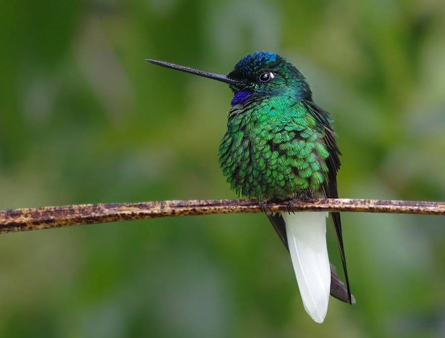 white-tailed starfrontlet, белохвостый инка, coeligena phalerata, trochilidae, Sergey Volkov