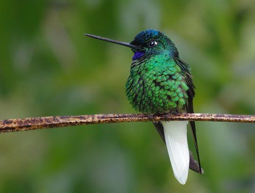 Гламурненько