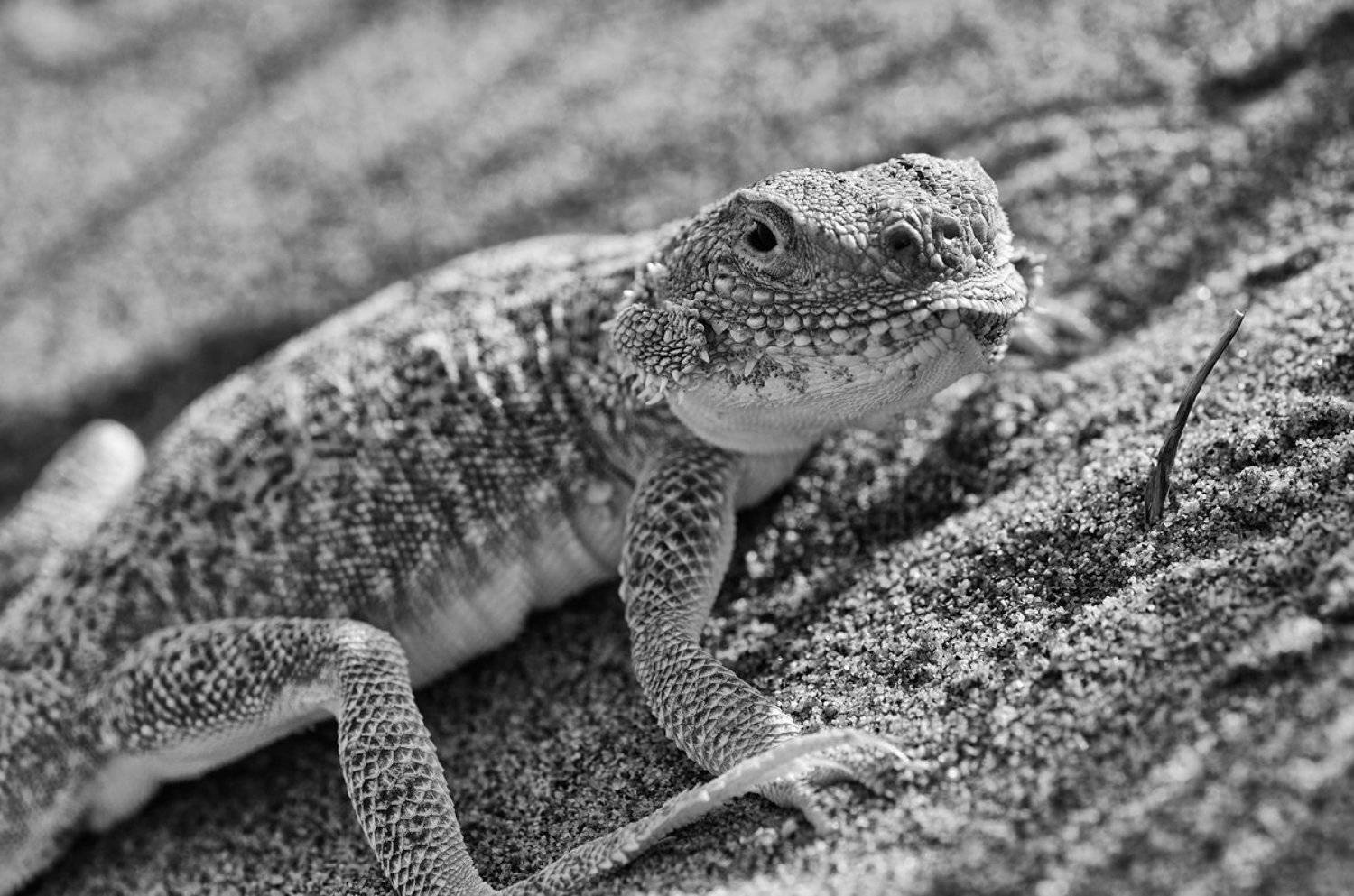 nikon, d7000, lizard, agama, macro, nature, animal, kazakhstan, круглоголовка, ящерица, пустыня, фотоохота, Эдуард Ким