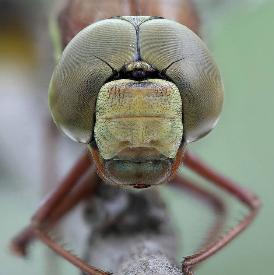 , Сергей Таланов