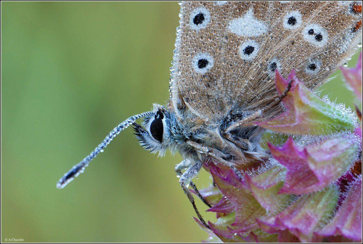 голубянка,коридон,самец,утро,роса,фрагмент,coridon, Александр Чувилин