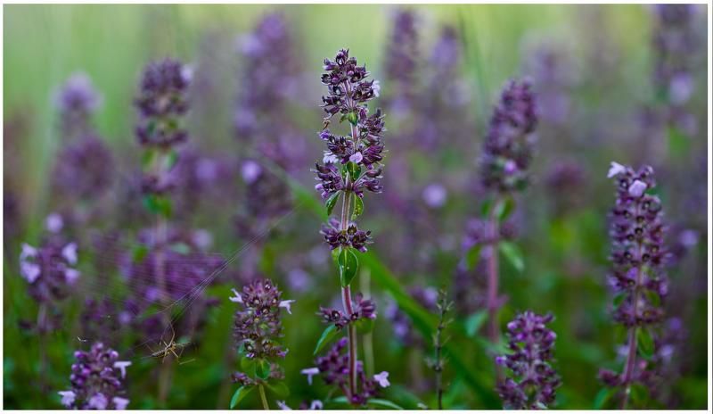 Fiolet фото превью